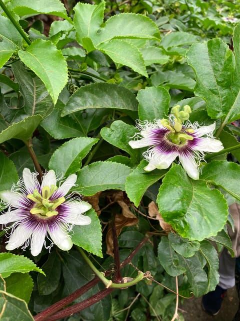 Madeira: Banana Plantation Guided Tour with Tasting