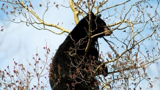 Банф: прогулка с гидом по природе и советы по безопасности в медвежьем крае.