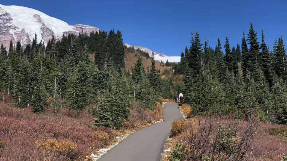 Excursión de un día al Parque Nacional del Monte Rainier (salida desde Seattle)