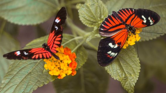 清邁大象營+小眾湄沙瀑+暹羅昆蟲動物園一日遊《中文包車》