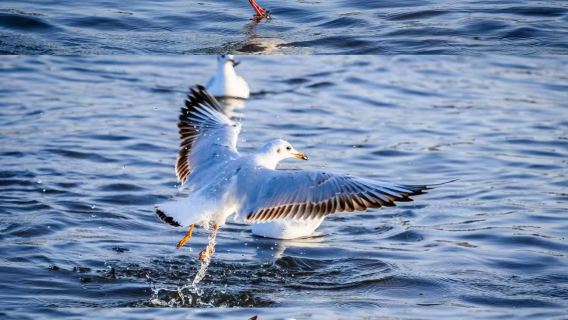【包車遊】庫爾勒博斯騰湖蓮海世界+大河口包車一日遊