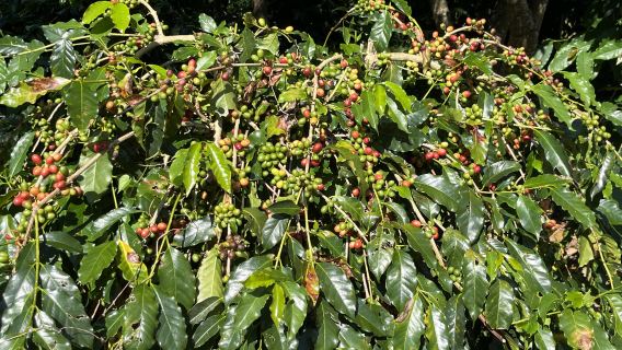 Lawatan Sehari Kopi dan Teh di Changhua Nantou