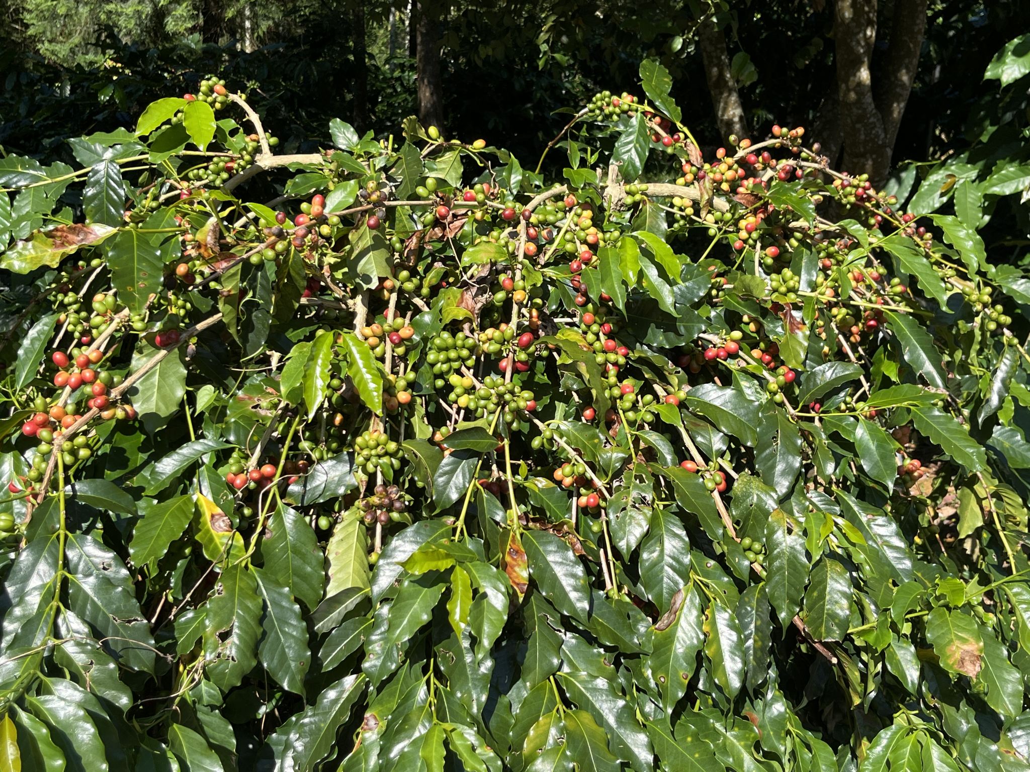 彰化南投-咖香茶薰