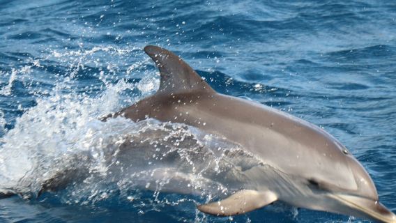 Morro Jable: Dolphin & Whale Watching Tour