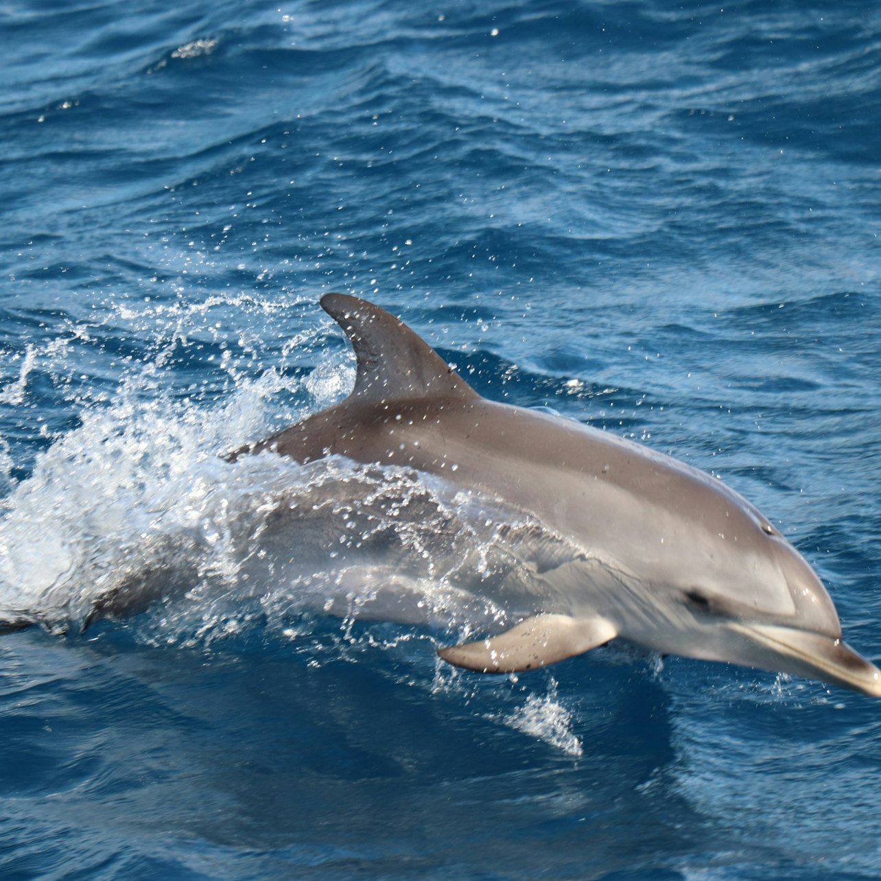 Morro Jable: Delfin- und Walbeobachtungstour
