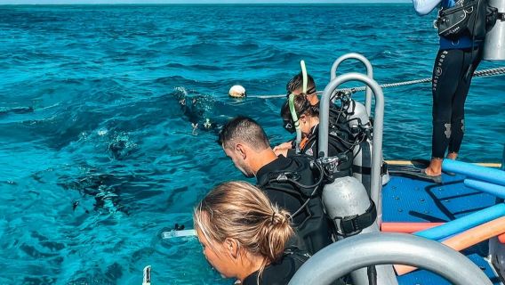 Большой Барьерный риф: экскурсия с гидом по сноркелингу из Порт-Дугласа + обед