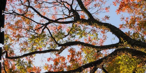 江西南昌之星+八大山人梅湖+萬壽宮一日遊可中英文服務門票自理