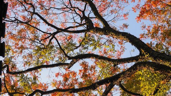 Bintang Jiangxi Nanchang + Lapan Orang Bijak Meihu + Istana Wanshou + Shengjin Tower lawatan sehari dengan perkhidmatan bahasa Inggeris