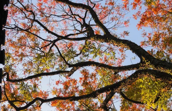 江西南昌之星+八大山人梅湖+萬壽宮一日遊可中英文服務門票自理