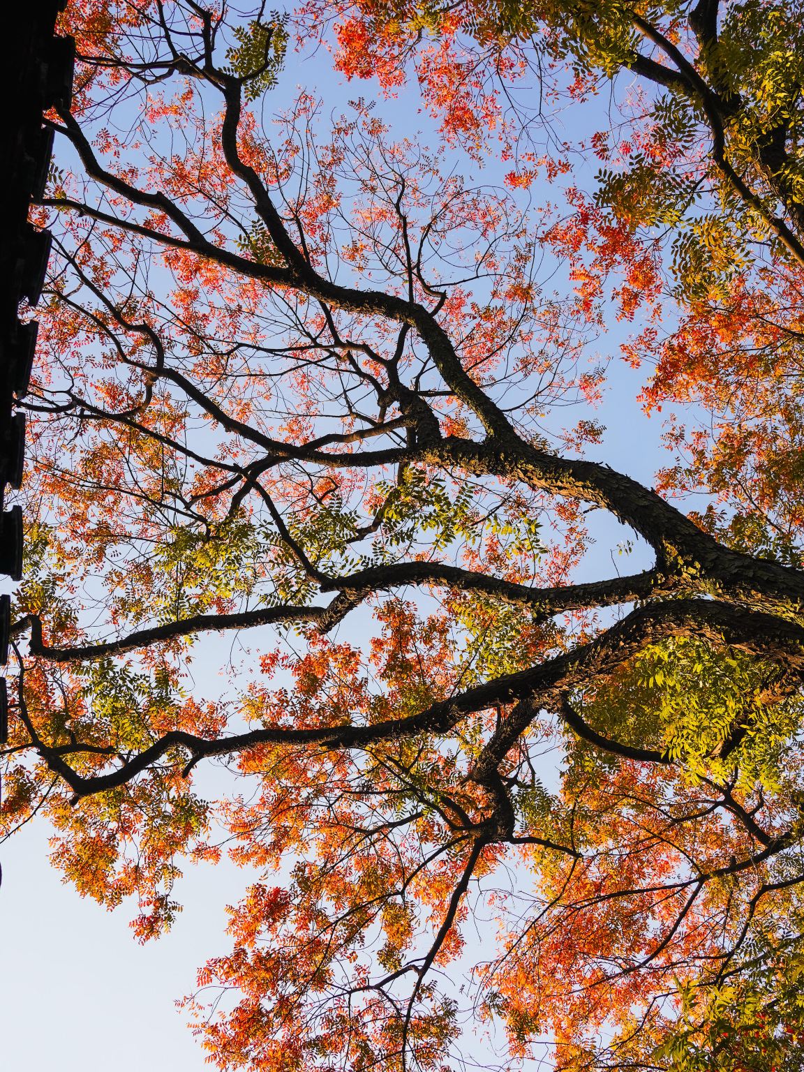 Nanchang Star of Jiangxi + Badashanren Meihu + Wanshou Palace + Shengjinta Day Tour with English Service Available