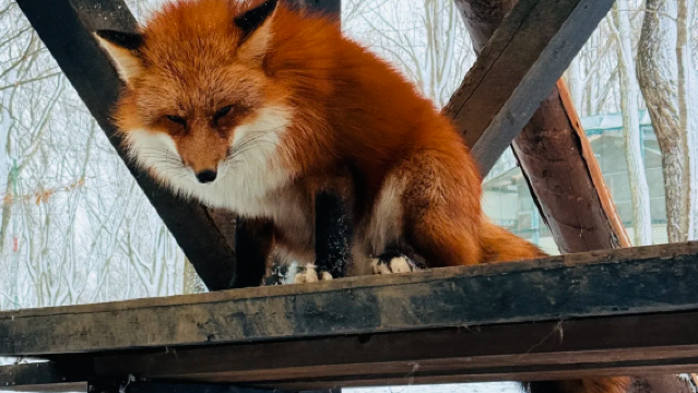 日本仙台【到府接駁】藏王狐狸村+藏王御釜一日探險 客製包車遊