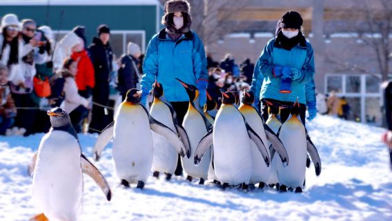 Asahiyama Dierentuin + Glitter Terrace + Biei Ranch Pretpark (optioneel sneeuwscooter) | Vertrek vanuit Sapporo, Hokkaido