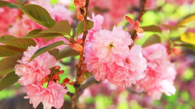 首尔出发｜水原华城 + 文殊寺 + 开心寺一日游