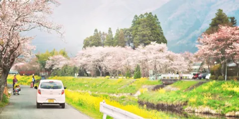 名偵探柯南動漫|大分由布院&九州動物園&海灶地獄 櫻花一日遊