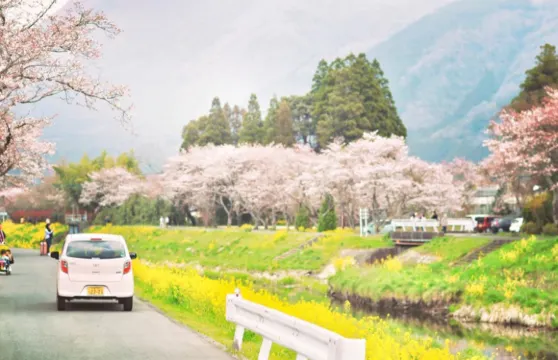名偵探柯南動漫|大分由布院&九州動物園&海灶地獄 櫻花一日遊
