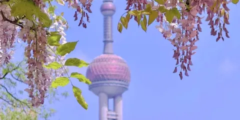 上海翻譯/導遊 | 展會/商務翻譯 | 景點遊玩 | 多語種