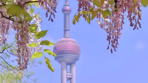 Intérprete/guia turístico/guia local em Xangai | Intérprete para feiras/tradução comercial | Passeios turísticos | Inglês/Russo/idiomas menos comuns | Entre em contato para mais informações