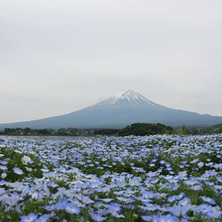 富士山時計店・ローソン・忍野八海・大石公園・インスタ映えスポット