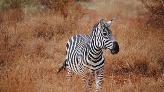 Ngorongoro Crater:Big 5 Safari Day Trip Joining Camping Tour