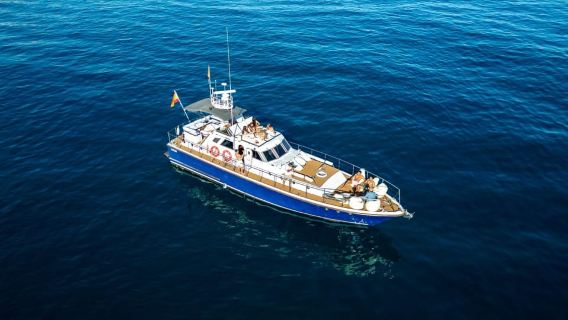 Benalmádena: Small-Group Dolphin Watching Boat Tour