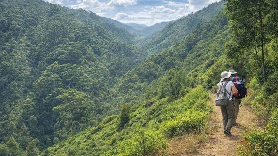 from Haputale: Thangamale Bird Sanctuary Forest and Tea Trek