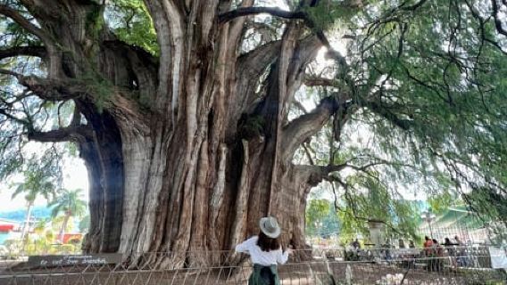 Hierve el Agua and El Tule Tree: Half-Day Tour with Certified Guide