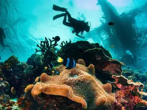 Try and Discover scuba diving