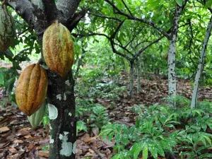 Cocoa & Artisan Chocolate Route with an Historical Tour in Puerto Plata City