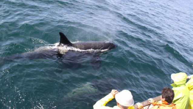 北海道　観光船アルランⅢ世