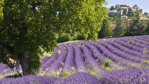 Grasse