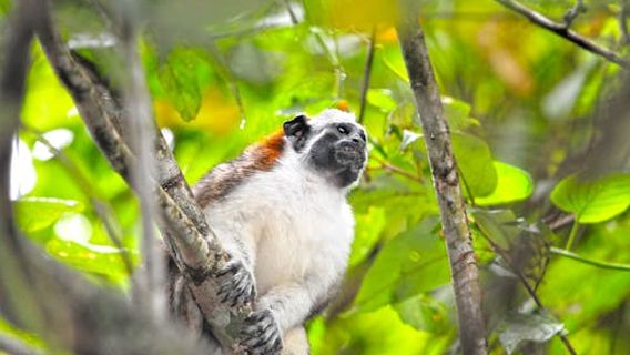 Panama CityExperiences