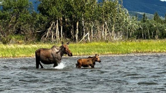 Denali: avventura fuoristrada di 3 ore su Fat Truck/SHERP
