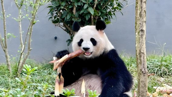 Частный тур в Чэнду (1 день): исследовательская база по разведению больших панд в Чэнду + музей Саньсиндуй