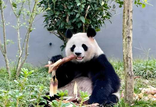 Chengdu Premium Private Day Tour: Giant Panda Breeding Base + Sanxingdui Museum