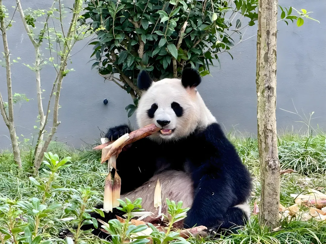 Ver pandas em Chengdu na primeira viagem à China.