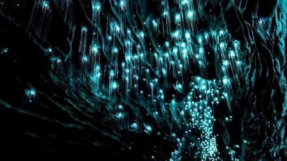 紐西蘭奧克蘭周邊比特村 + 懷託摩螢火蟲洞-包車-精選行程