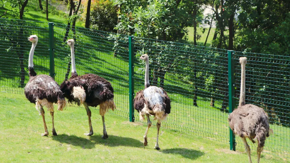 Nanjing private charter family tour: Purple Lake Wildlife Park + Tangshan No.1 Hot Spring Resort