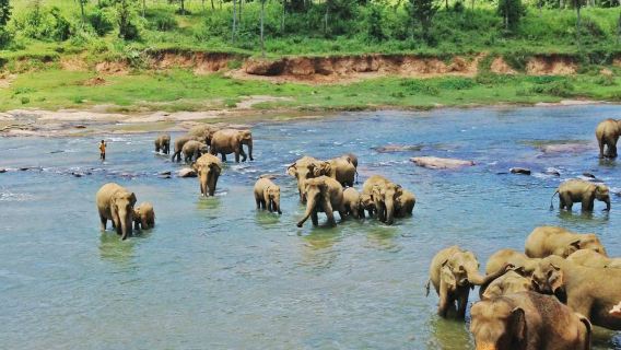 斯里蘭卡科倫坡平納瓦拉（大象孤兒院）+獅子岩｜中文包車一日遊
