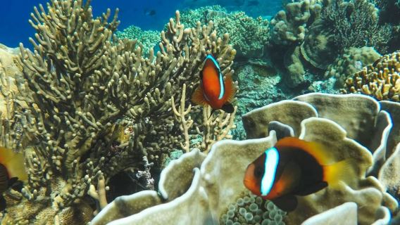 Padang Bai: Blue Lagoon & Tanjung Jepun Snorkeling with Lunch & Transfer