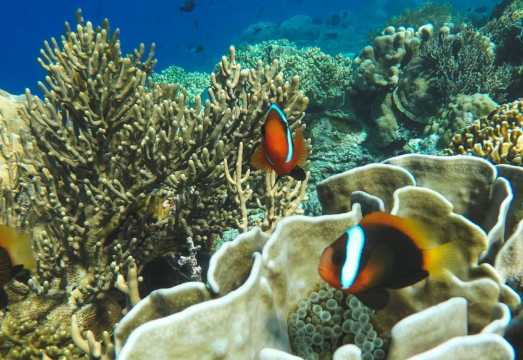 Padang Bai: Blue Lagoon & Tanjung Jepun Snorkeling with Lunch & Transfer