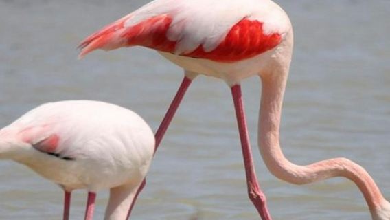 Camargue: Guided Tour from Arles + Saintes-Maries-de-la-Mer Visit