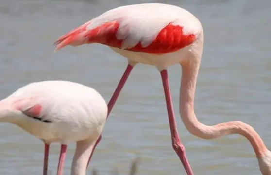 卡馬格：阿爾勒出發導賞團 + 聖瑪麗德拉梅爾遊覽