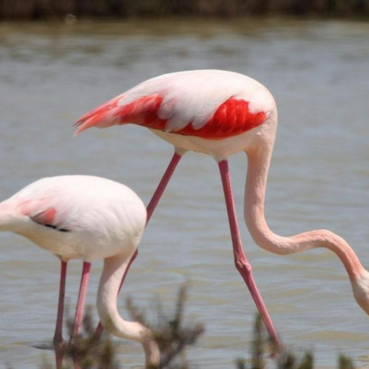 Camargue: Führung ab Arles + Besuch von Saintes-Maries-de-la-Mer