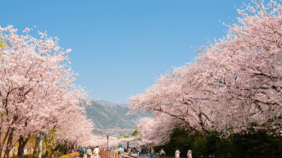 韓國鎮海軍港櫻花節慶典一日遊 (首爾/釜山出發, 日/夜櫻選項, 春季限定, 1人成團)