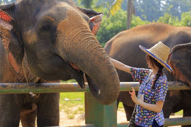 【精緻小團】清邁一日遊粘粘瀑布半日遊大象咖啡粑粑紙老虎園包車
