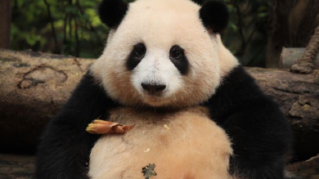 Chengdu Onmisbare Eendaagse Tour naar Dujiangyan + De Reuzenpanda Basis: Privé Auto Vervoer