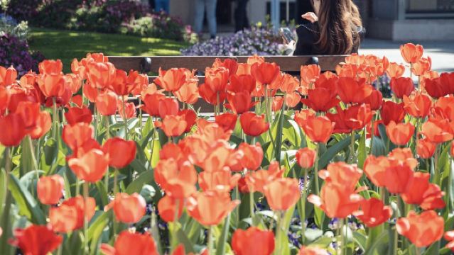 朱家角古鎮景區5座/7座可選包車遊【1單1團·純玩·專車】