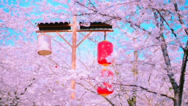 武漢東湖櫻花園+戶部巷+黃鶴樓+江漢路（2-6人團）賞櫻花