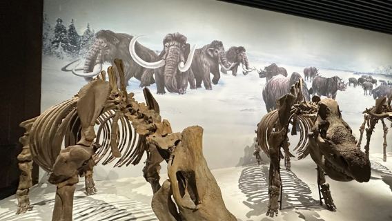 Lawatan Setengah Hari dengan Penerangan Berpandu di Muzium Sejarah Hulunbuir oleh Fanghua [Penerangan 2.5 Jam]