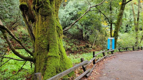 San Francisco, Amerika Syarikat: Lawatan Wain ke Hutan Muir, Lembah Napa dan Sonoma - sewaan peribadi - Pilihan Eksklusif